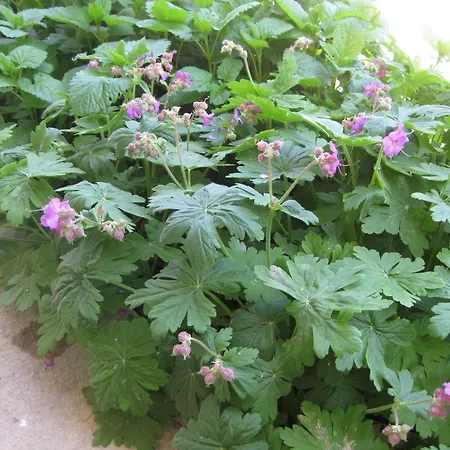 Panorama Lägenhet *