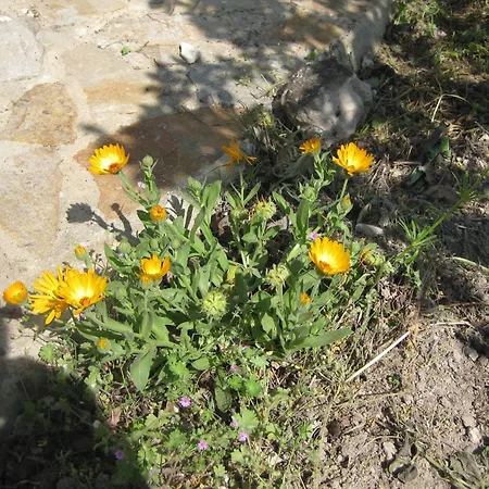 Panorama * Golden Sands