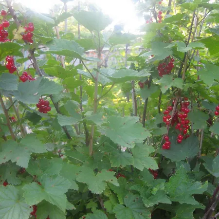 Panorama * Aranyhomok