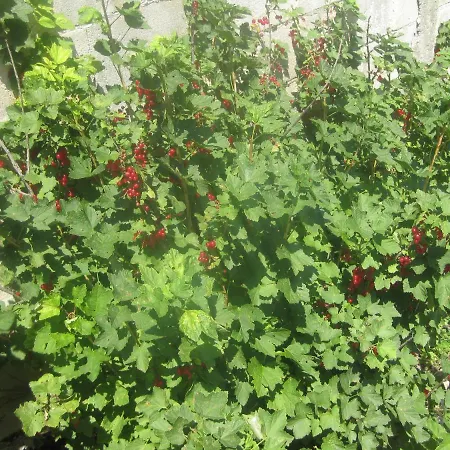 Panorama * Aranyhomok