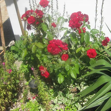 Panorama * Aranyhomok