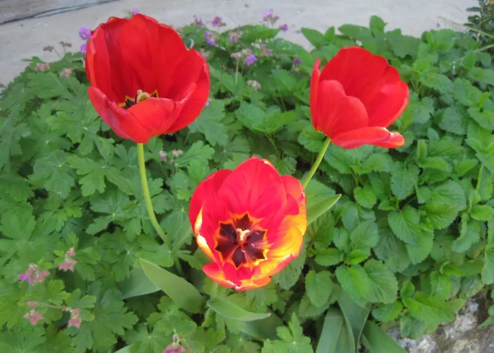 Lejlighed Panorama *